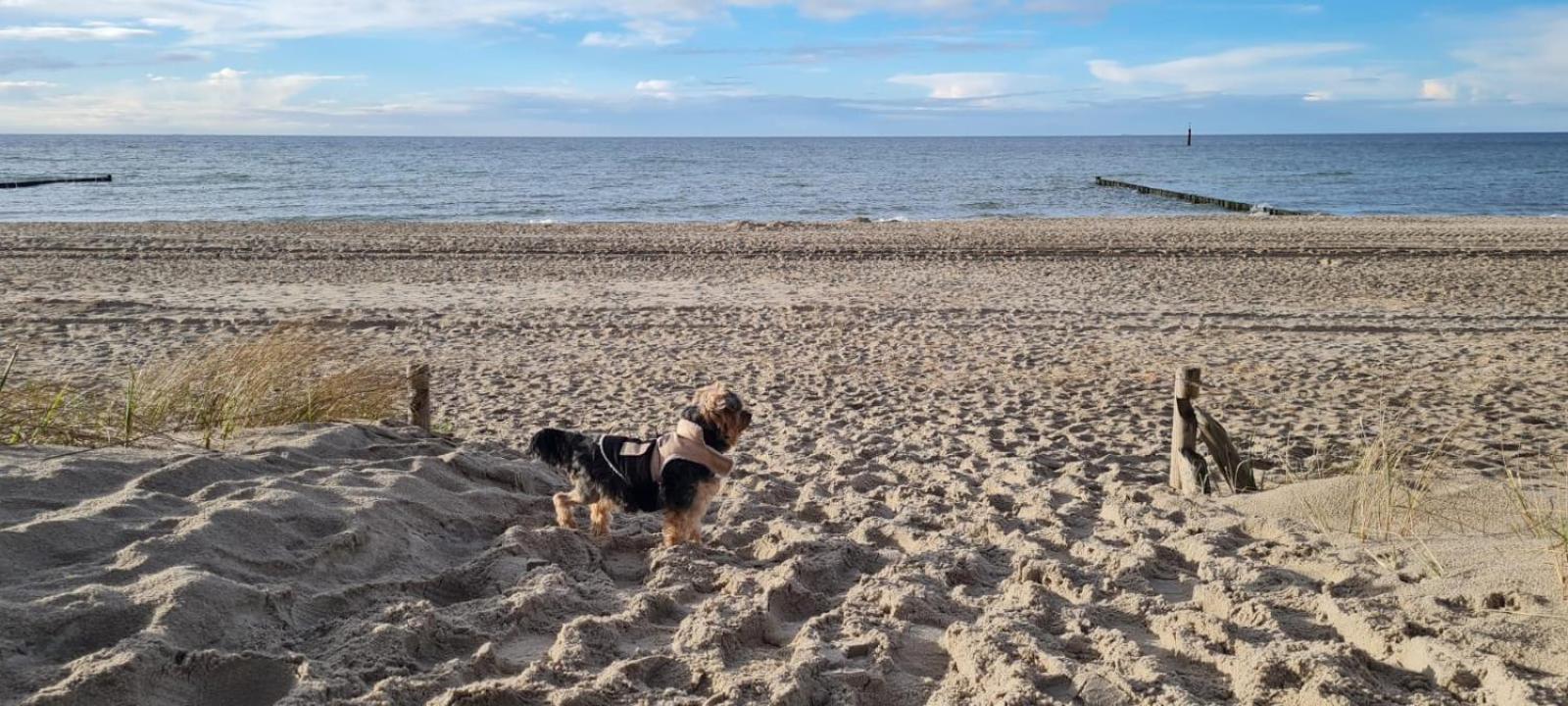 Residenz Lausitz - Apartments Fuer Urlaub Mit Hund Graal-Mueritz Exterior foto