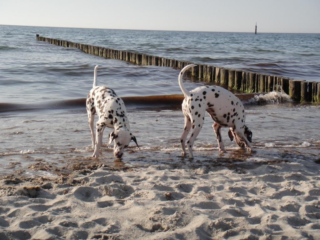 Residenz Lausitz - Apartments Fuer Urlaub Mit Hund Graal-Mueritz Exterior foto