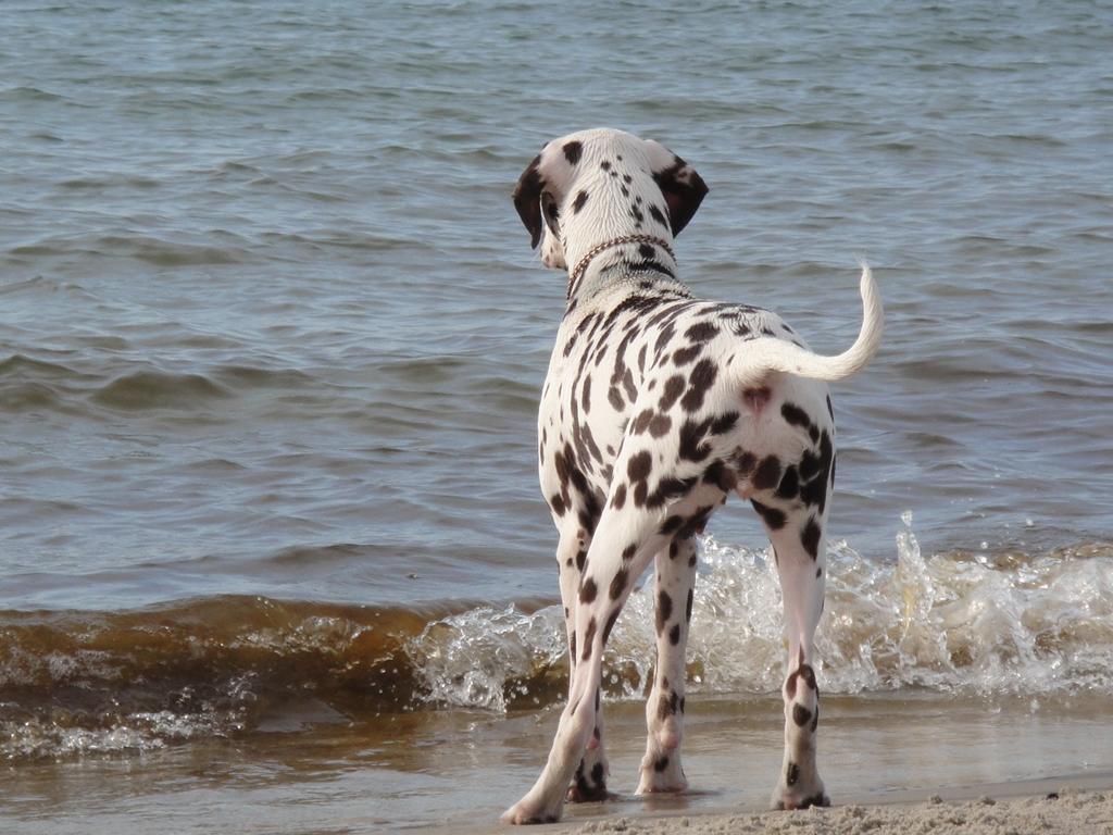 Residenz Lausitz - Apartments Fuer Urlaub Mit Hund Graal-Mueritz Exterior foto