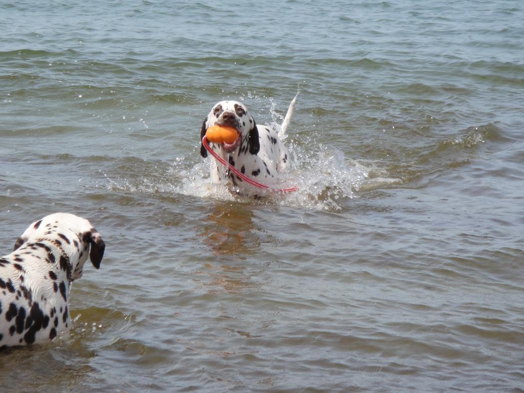 Residenz Lausitz - Apartments Fuer Urlaub Mit Hund Graal-Mueritz Exterior foto